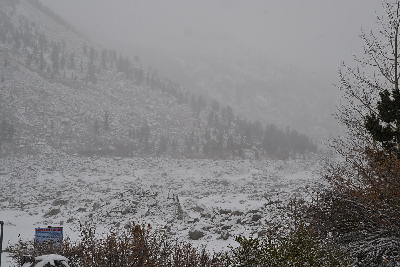 "Lake" Sabrina with falling snow