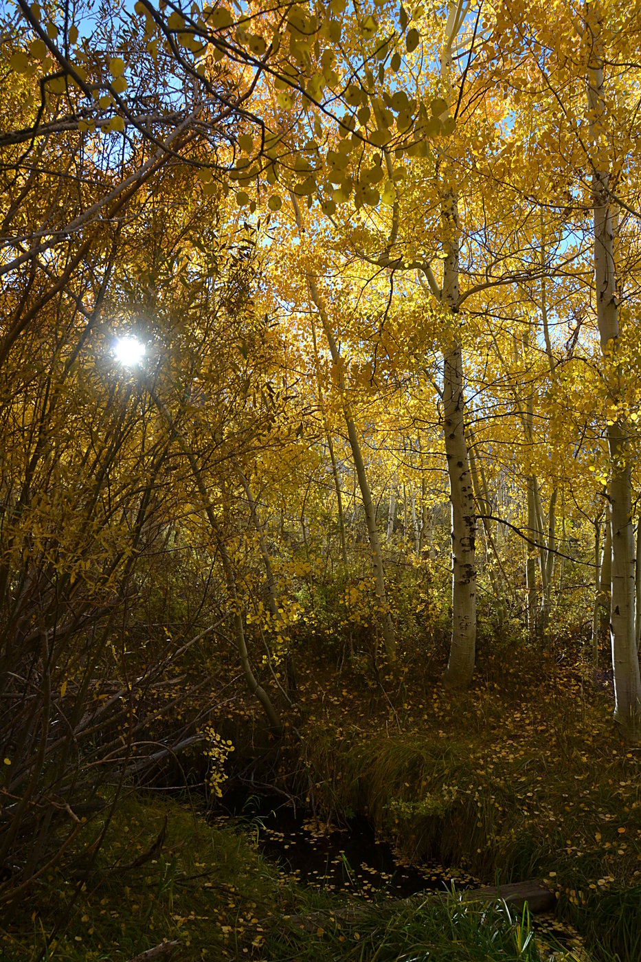 Aspen grove near Parker Lake trailhead