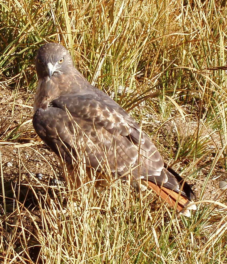 Red-tailed hawk