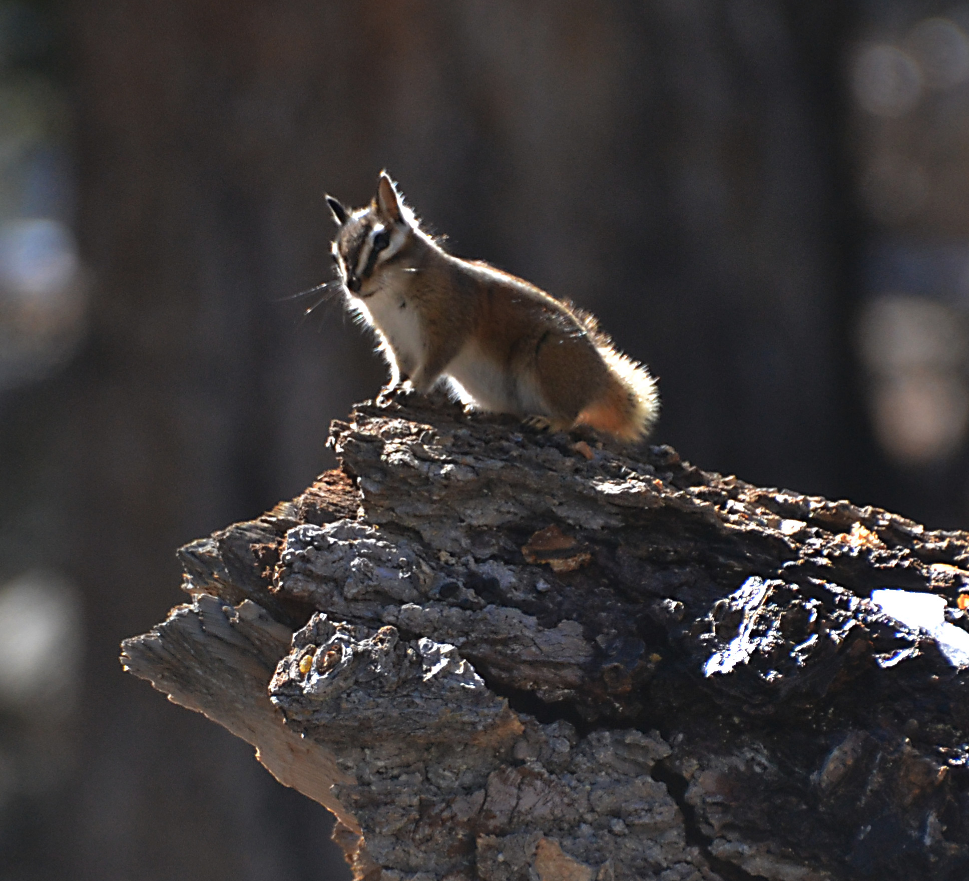 Chipmunk