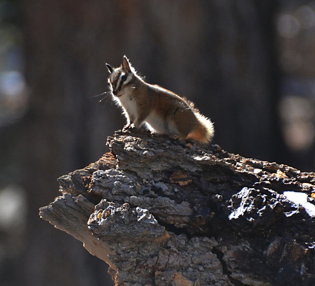 Chipmunk