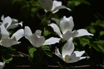 Dogwood Blooms in Yosemite Valley