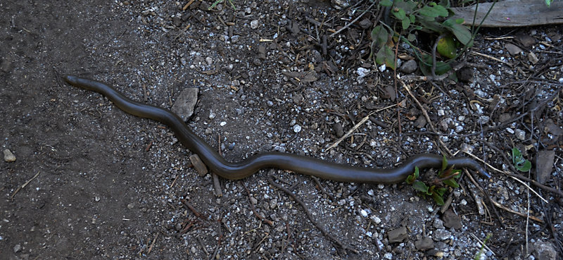 Rubber Boa on the Trail