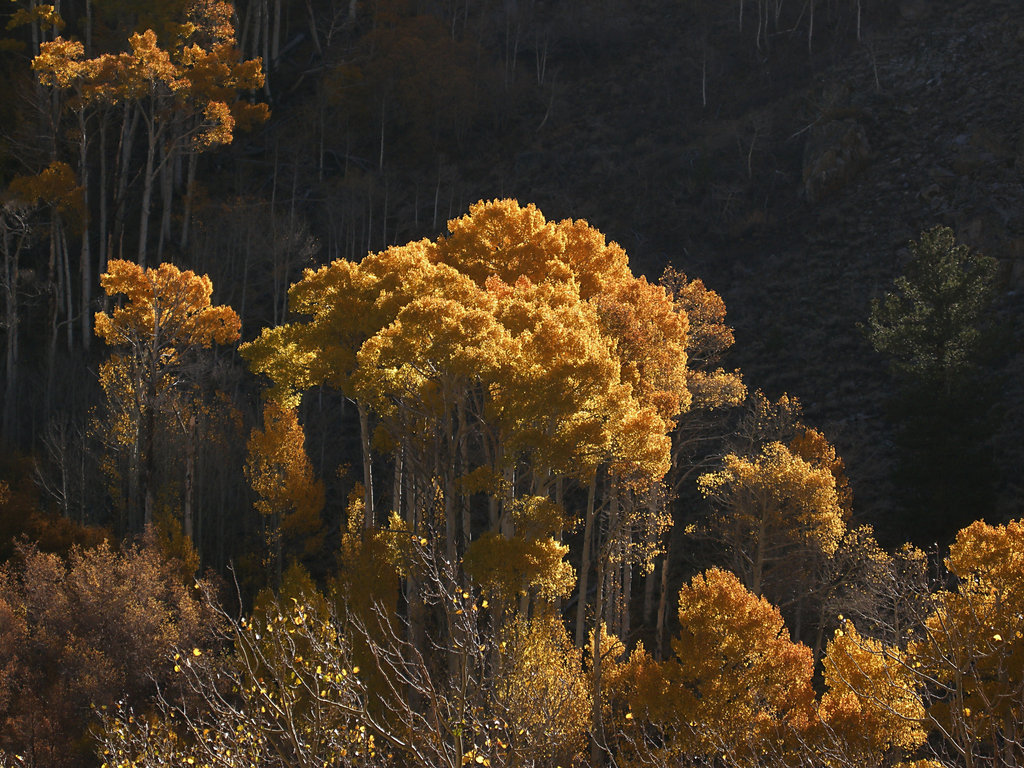 Eastern Sierra Fall Color