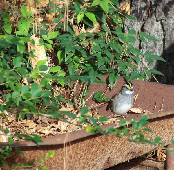 White-throated Sparrow