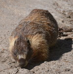 Marmot on the May Lake Trail