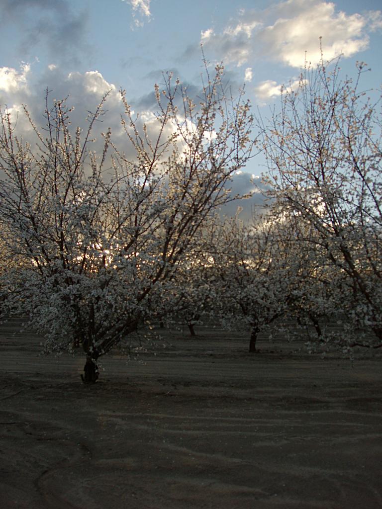 Almond Blooms at Sunset