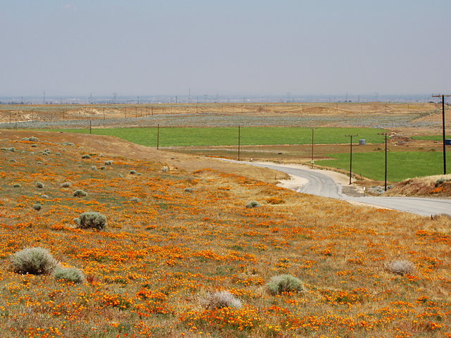 California Poppies