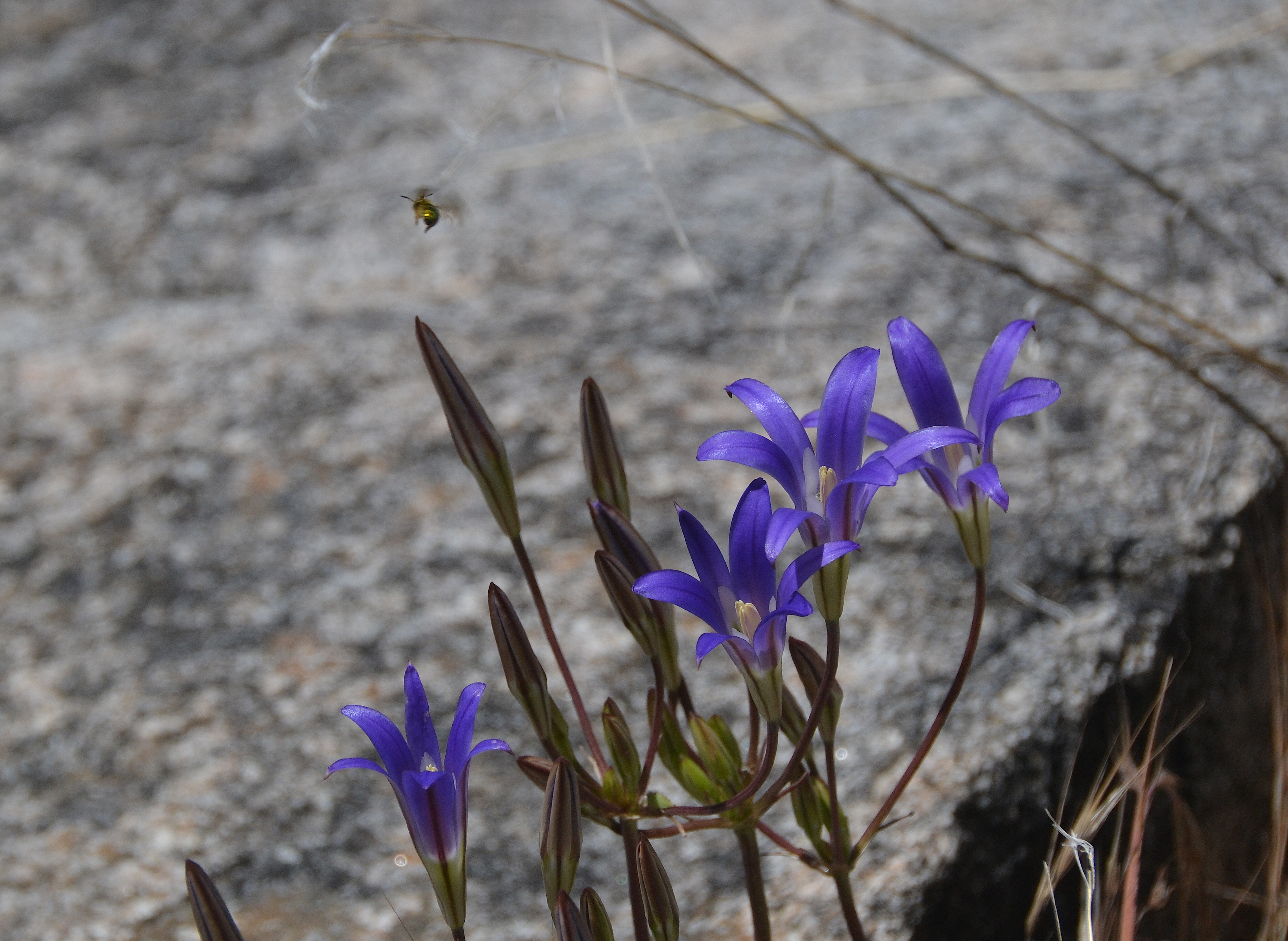 Bee leaving flowers