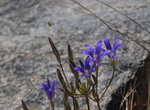 Bee leaving flowers