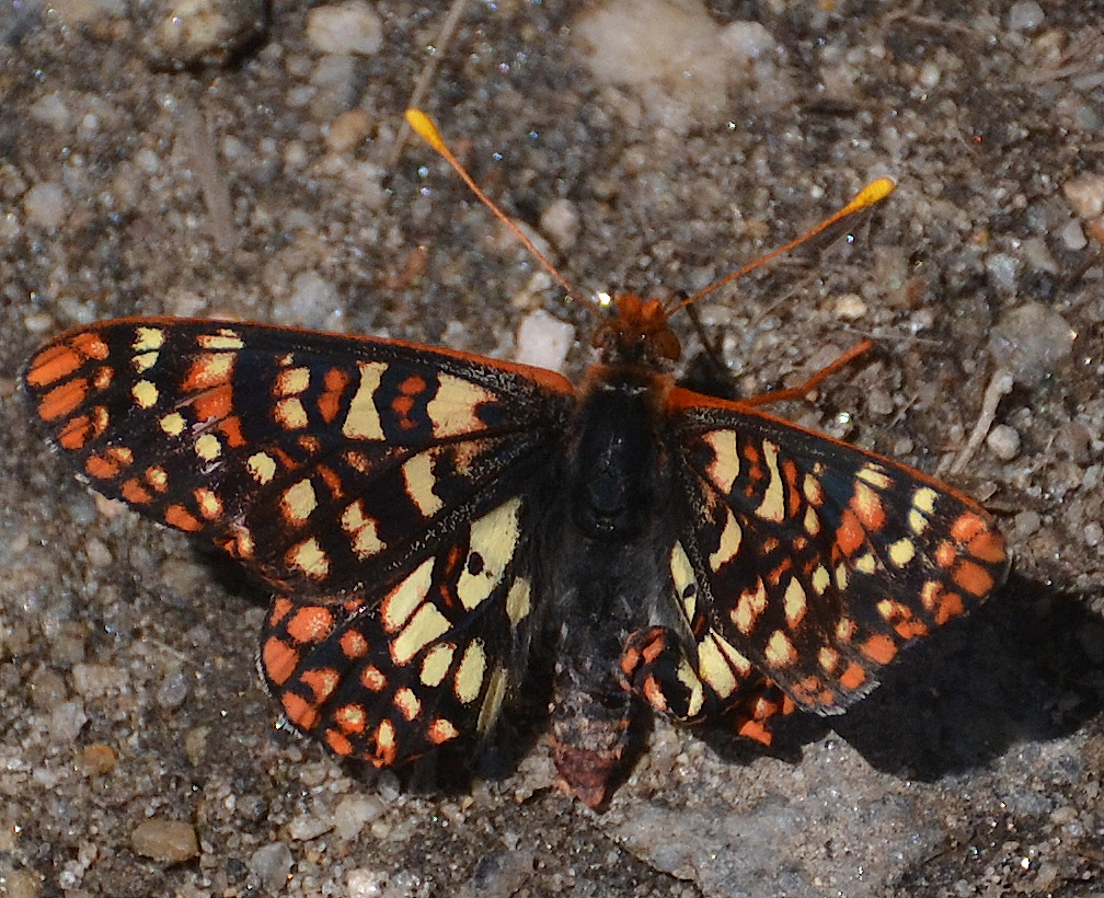 Butterfly