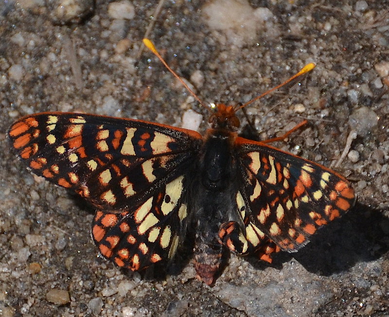Butterfly