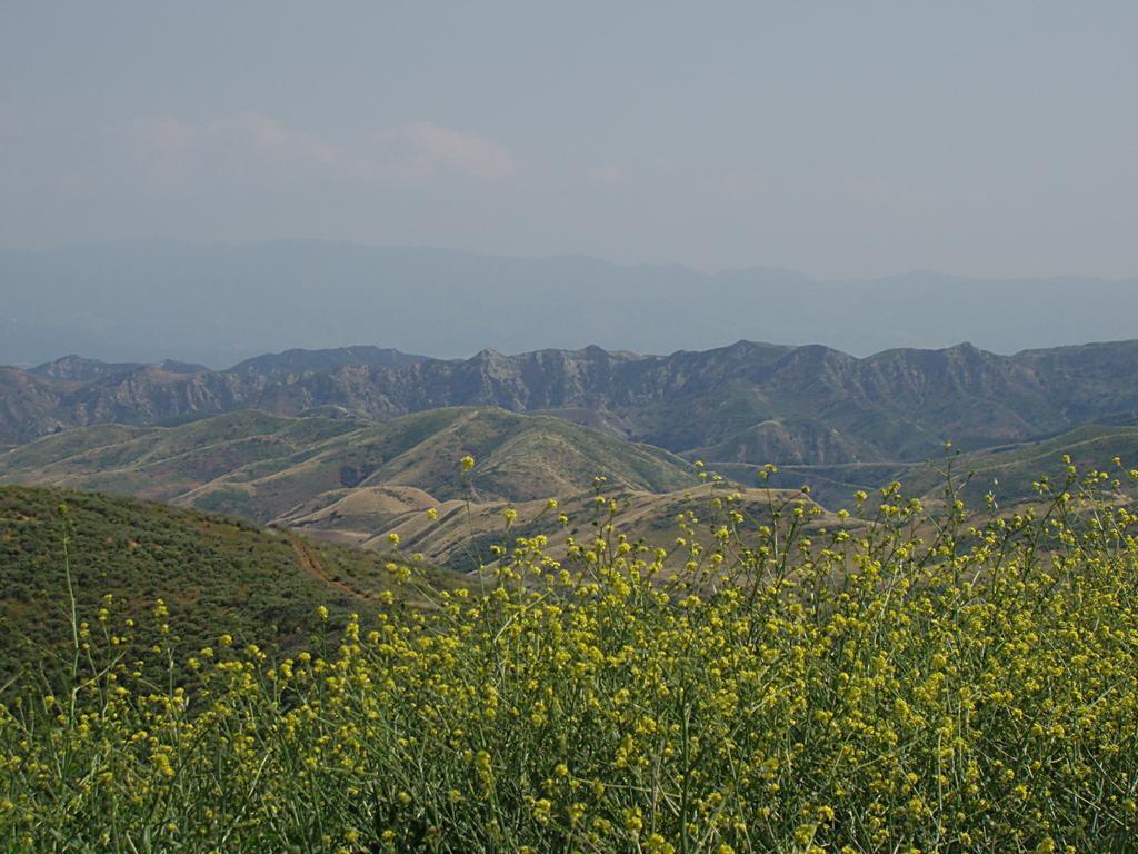 Mustard Flowers