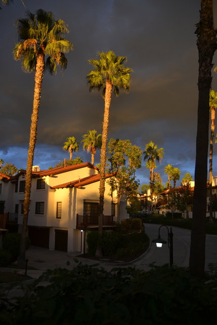 Sunset on Palm Trees