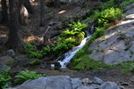 Water and Ferns