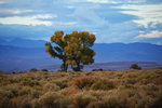 Owens Valley Cottonwood