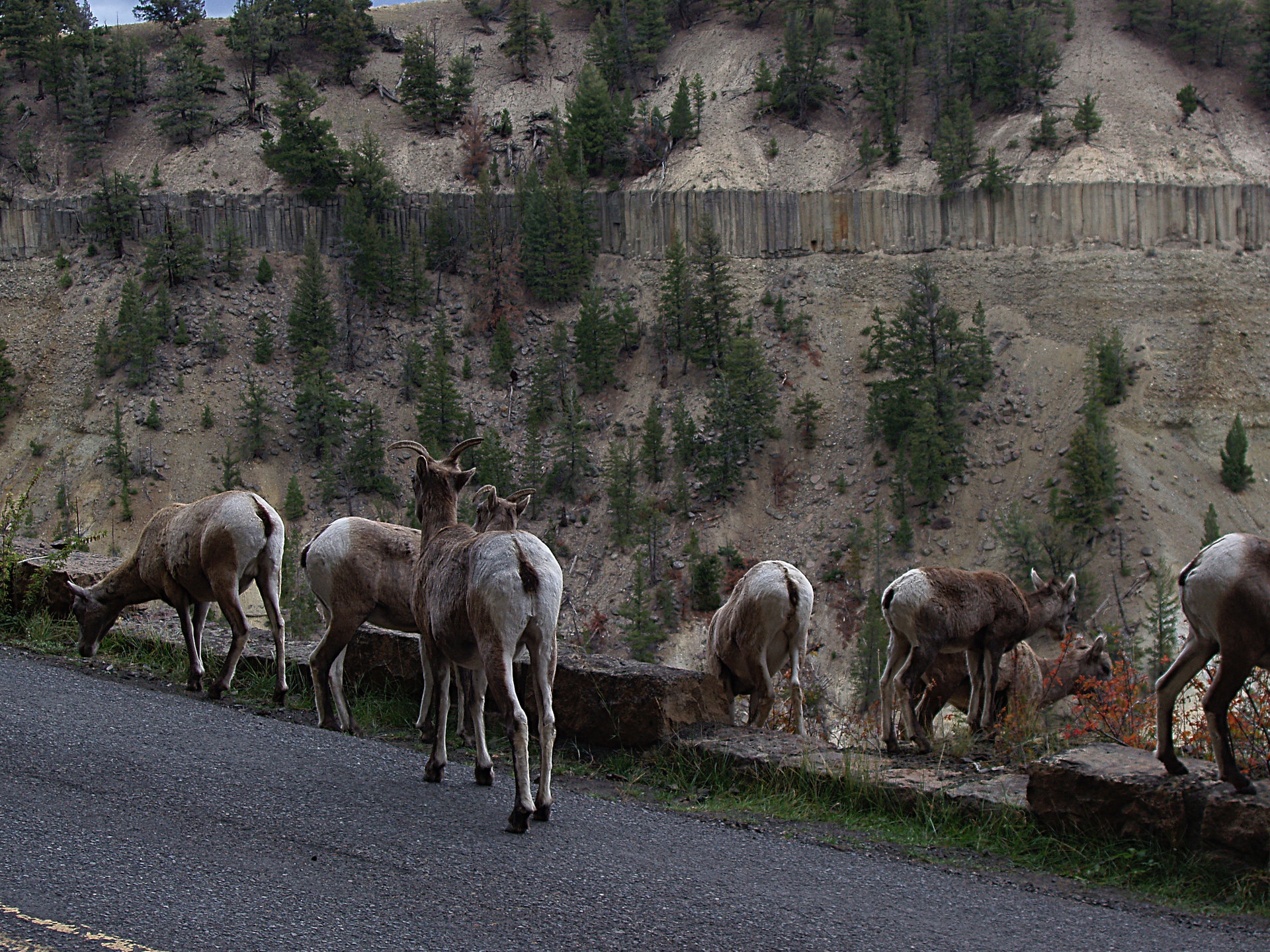 Bighorn Sheep