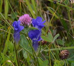 Trail side flowers