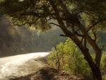 Oak Tree and Road