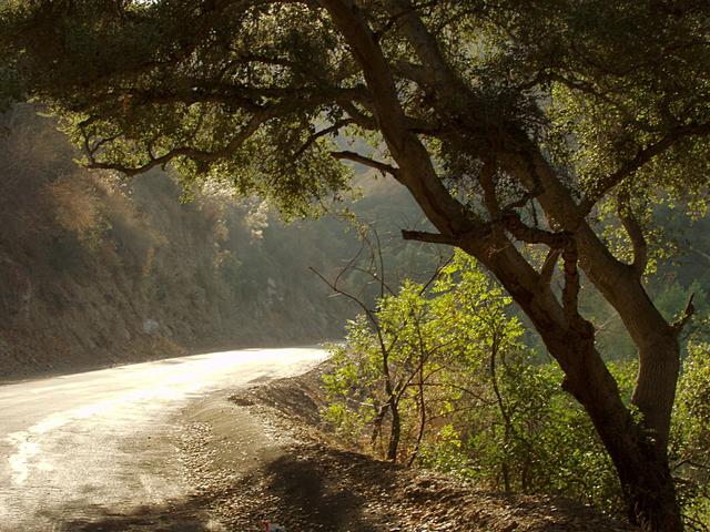 Oak Tree and Road