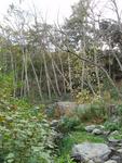 Riparian Environment in San Dimas Canyon