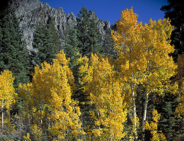 Aspens in Autumn