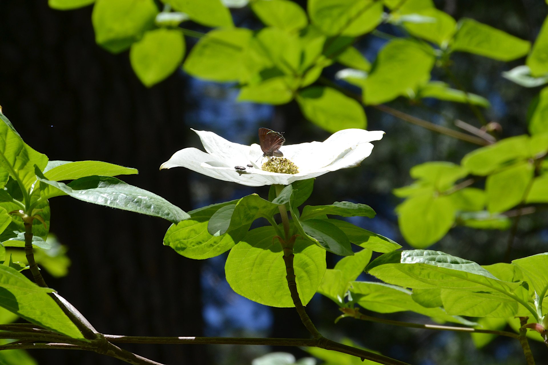 Butterfly on dogwood flower