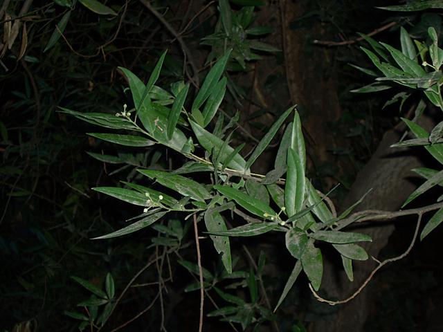 California Bay Laurel