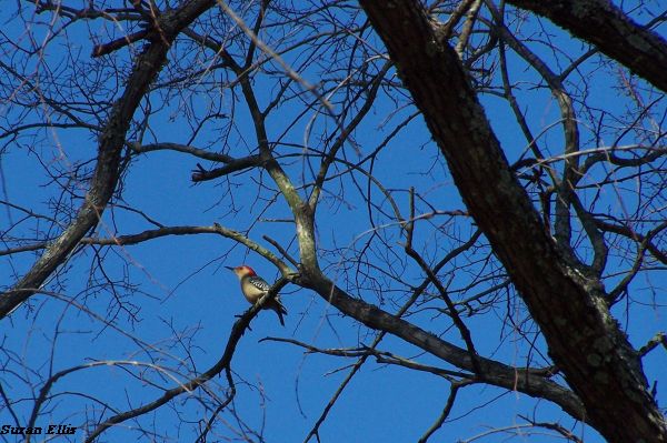 Red-bellied woodpecker at MCL