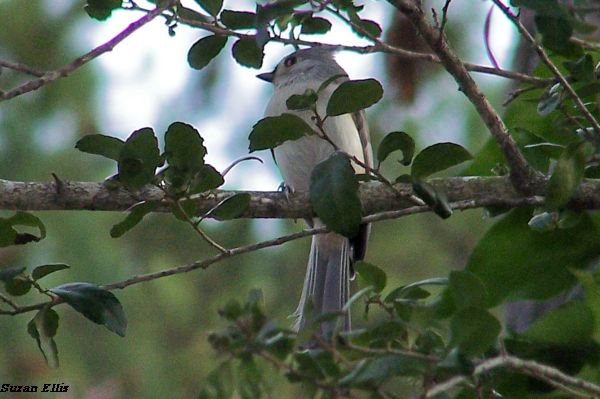 New London Texas Titmouse