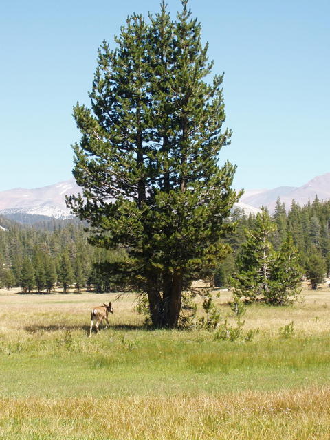 Deer at Tuolumne Meadows