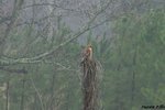 Hawk in our pasture!