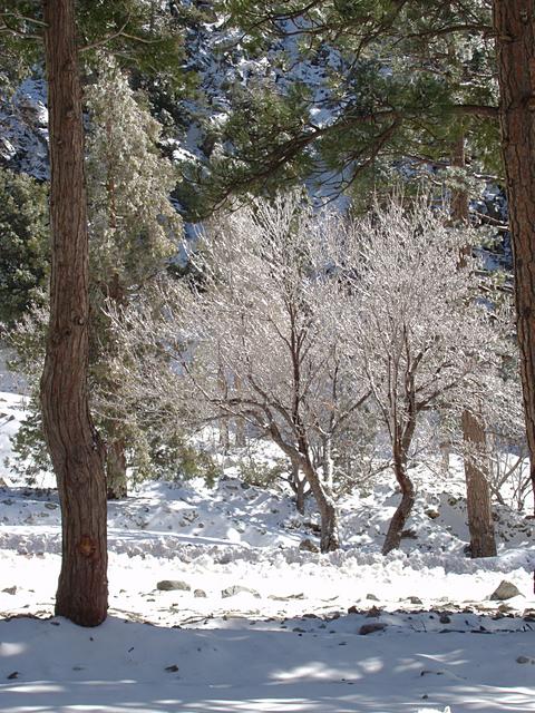 Snow on the Trees