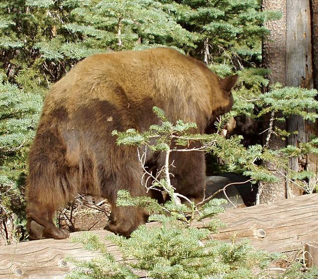 Shaggy Yosemite Bear