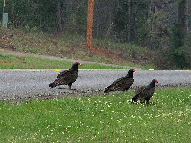 Turkey Vultures