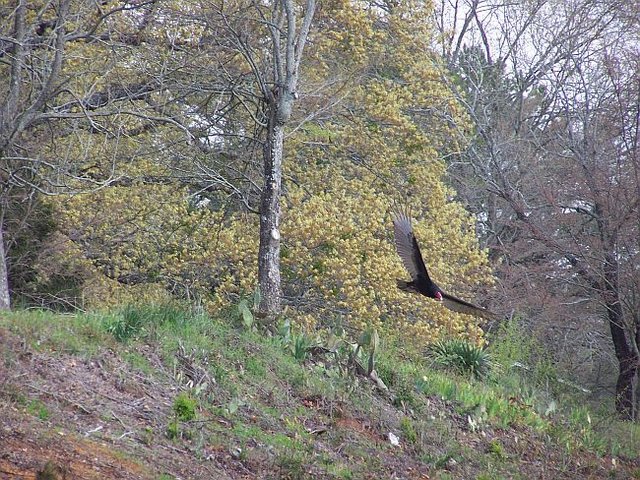 Turkey Vulture