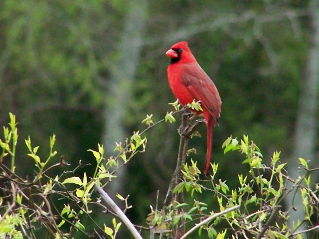 Cardinal