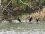 Neotropical Cormorants