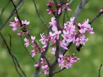 Bees on Flowers