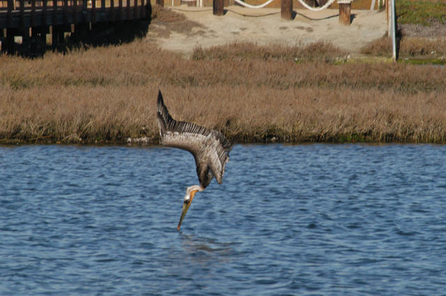 brownpelican1