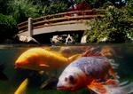 underwater koi