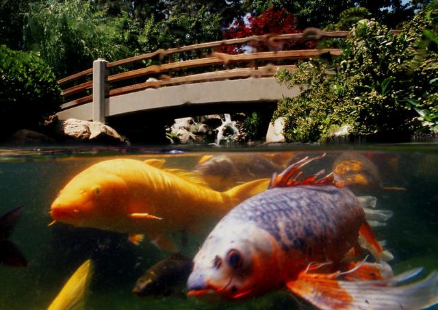 underwater koi