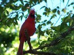 Punk Rock Cardinal