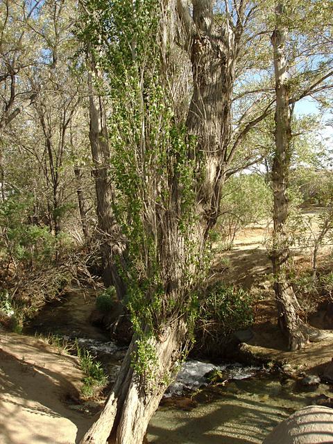 Owens Valley Creek and Trees