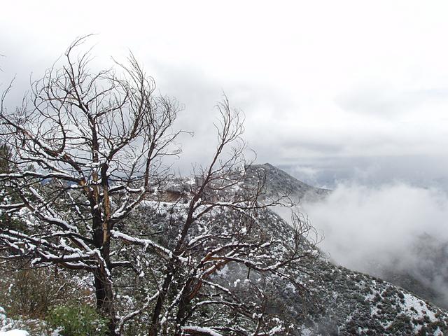 Burnt Tree, Clouds, Snow