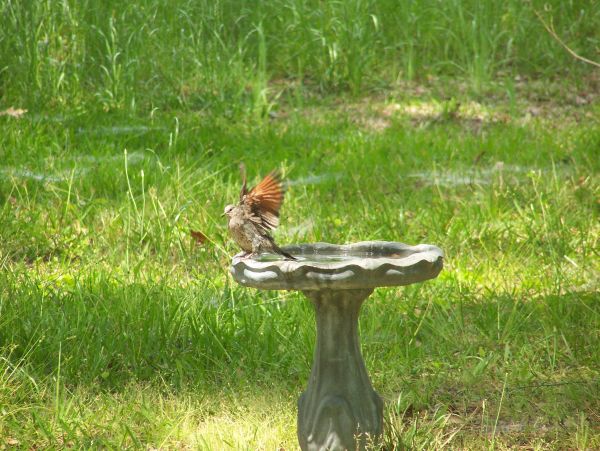 Inca Dove Bathing