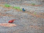 Indigo Bunting and Male Cardinal