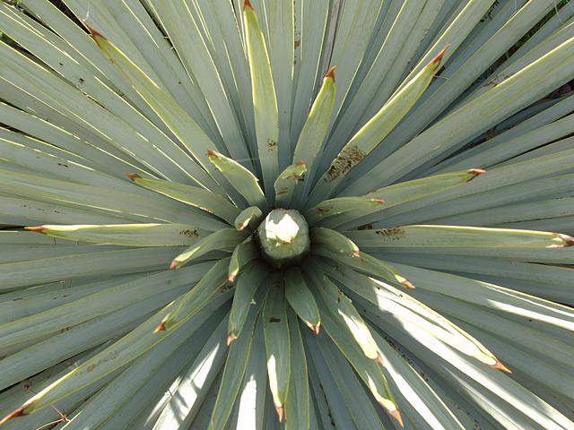 Yucca