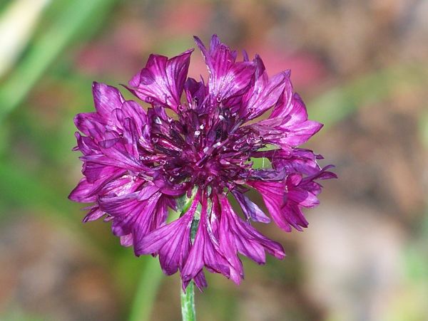 Flower in my yard