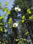 Dogwood in Bloom